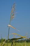 Phragmites americanus (Saltonstall P.M. Peterson, & Soreng) A. Haines