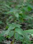 Phryma leptostachya L.