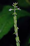Phryma leptostachya L.