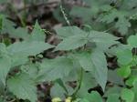 Phryma leptostachya L.