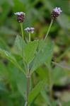 Phyla lanceolata (Michx.) Greene