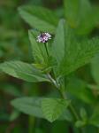Phyla lanceolata (Michx.) Greene