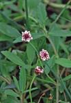 Phyla nodiflora (L.) Greene