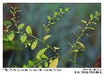 Phyllanthus caroliniensis Walt. ssp. caroliniensis