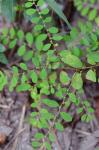Phyllanthus caroliniensis Walt. ssp. caroliniensis