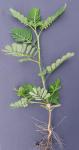 Emblica urinaria (Linnaeus) R.W. Bouman