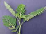 Emblica urinaria (Linnaeus) R.W. Bouman