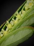 Emblica urinaria (Linnaeus) R.W. Bouman