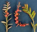 Emblica urinaria (Linnaeus) R.W. Bouman