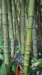 Phyllostachys aurea Carr. ex A. & C. Riviere