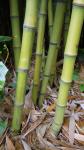 Phyllostachys aurea Carr. ex A. & C. Riviere