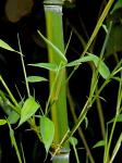 Phyllostachys aureosulcata McClure