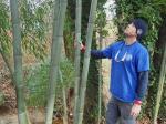 Phyllostachys bissetii McClure