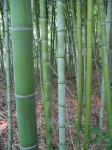 Phyllostachys bissetii McClure