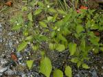 Physalis angulata L.