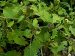 Physalis angulata L.