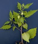 Physalis angulata L.