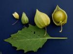 Physalis angulata L.