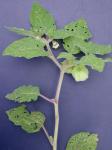 Physalis grisea (Waterfall) M. Martinez