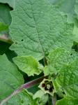 Physalis grisea (Waterfall) M. Martinez