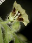 Physalis grisea (Waterfall) M. Martinez