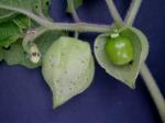 Physalis grisea (Waterfall) M. Martinez