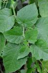 Physalis heterophylla Nees