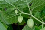 Physalis heterophylla Nees