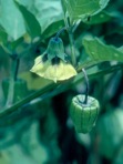 Physalis longifolia Nuttall var. subglabrata (Mackenzie & Bush) Cronq.
