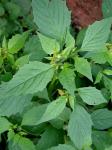 Physalis philadelphica Lamarck
