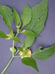 Physalis philadelphica Lamarck