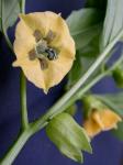 Physalis philadelphica Lamarck