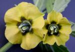 Physalis philadelphica Lamarck