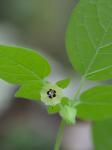 Physalis pubescens L.