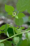 Physalis pubescens L.
