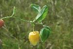 Physalis walteri Nutt.