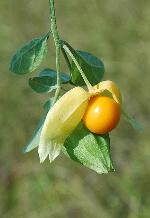 Physalis walteri Nutt.