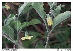 Physalis walteri Nutt.