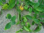 Physalis walteri Nutt.