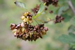 Physocarpus opulifolius (L.) Maxim. var. opulifolius