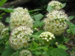 Physocarpus opulifolius (L.) Maxim. var. opulifolius