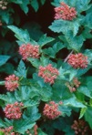 Physocarpus opulifolius (L.) Maxim. var. opulifolius