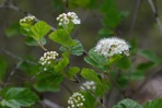 Physocarpus opulifolius (L.) Maxim. var. opulifolius