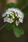 Physocarpus opulifolius (L.) Maxim. var. opulifolius
