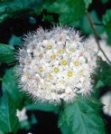 Physocarpus opulifolius (L.) Maxim. var. opulifolius