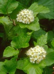 Physocarpus opulifolius (L.) Maxim. var. opulifolius