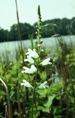 Physostegia leptophylla Small