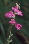 Physostegia leptophylla Small