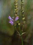 Physostegia leptophylla Small