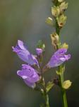 Physostegia leptophylla Small
